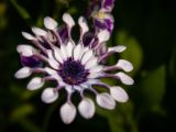 20140822-IMG 8863 : Butterfly Garden, Canada, The Butchard Garden, Vancouver Island