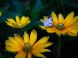 20140822-IMG 8884 : Butterfly Garden, Canada, The Butchard Garden, Vancouver Island