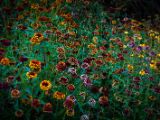 20140822-IMG 8935 : Butterfly Garden, Canada, The Butchard Garden, Vancouver Island
