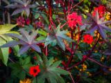 20140822-IMG 9010 : Butterfly Garden, Canada, The Butchard Garden, Vancouver Island