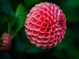 20140822- MG 9810