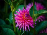 20140822- MG 9812