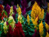 20140822- MG 9829