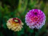20140822- MG 9830