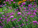 20140822- MG 9831