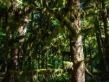 20140823-IMG 9075 : Canada, Vancouver Island