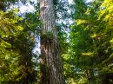 20140823-IMG 9077 : Canada, Vancouver Island