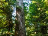 20140823-IMG 9078 : Canada, Vancouver Island