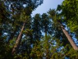 20140823-IMG 9083 : Canada, Vancouver Island