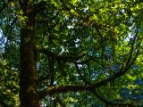 20140823-IMG 9087 : Canada, Vancouver Island
