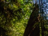 20140823-IMG 9107 : Canada, Vancouver Island