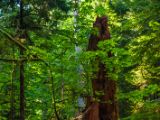 20140823-IMG 9110 : Canada, Vancouver Island