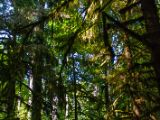 20140823-IMG 9139 : Canada, Vancouver Island