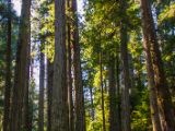 20140823-IMG 9146 : Canada, Vancouver Island