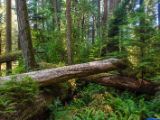 20140823-IMG 9149 : Canada, Vancouver Island