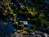 20140823-IMG 9237 : Canada, Vancouver Island