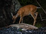 20140823-IMG 9246 : Canada, Vancouver Island