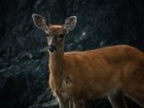 20140823-IMG 9254 : Canada, Vancouver Island
