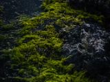 20140823-IMG 9268 : Canada, Vancouver Island