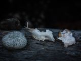 20140823-IMG 9285 : Canada, Vancouver Island