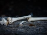 20140823-IMG 9286 : Canada, Vancouver Island