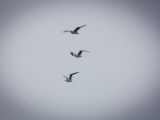 20140824-IMG 9469