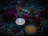 20140825-IMG 9680 : Canada, Vancouver Island