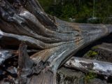 20140825-IMG 9852 : Canada, Vancouver Island