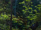 20140825-IMG 9927 : Canada, Vancouver Island