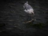 20140826-IMG 0110