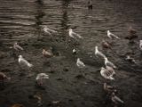 20140826-IMG 0122