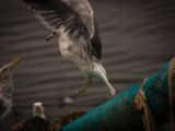 20140826-IMG 0125