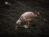 20140826-IMG 0127