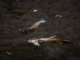 20140826-IMG 0170