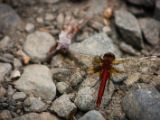 20140827-IMG 0279