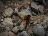 20140827-IMG 0281