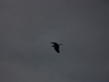 20140827-IMG 0438
