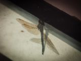 20140828-IMG 0614