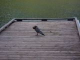 20140831-IMG 1481