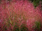 20140904-IMG 2817