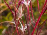 20140904-IMG 2824