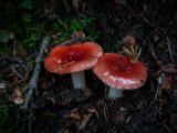 20140904-IMG 3051