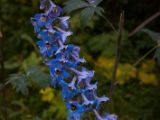 20140904-IMG 3129
