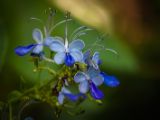 20140907-IMG 3860