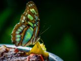 20140907-IMG 3903