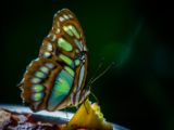 20140907-IMG 3904