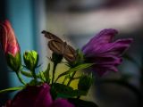 20140907-IMG 3907