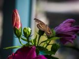 20140907-IMG 3908