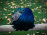 20140907-IMG 4053