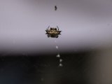 IMG 7515 : 2017, Costa Rica, Escazu, Restaurant El Encante, fancy spider, spider